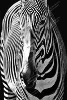 Artistic 040