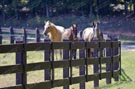 Estate Sales 029